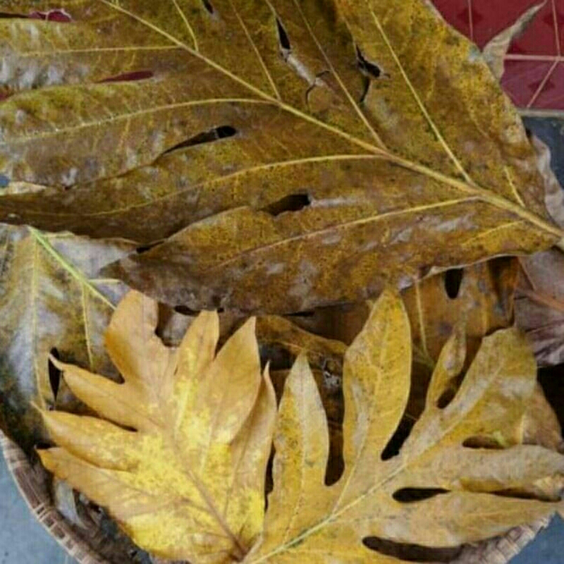 

daun sukun daun sukun