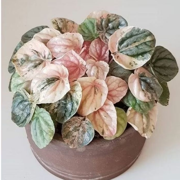 Tanaman Peperomia Caperata Varigata Pink / Peperomia Kerut Varigata / Peperomia Keriput Varigata