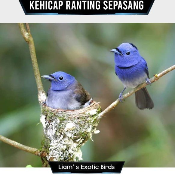 Burung Kehicap Ranting Pilihan Sepasang Mulus