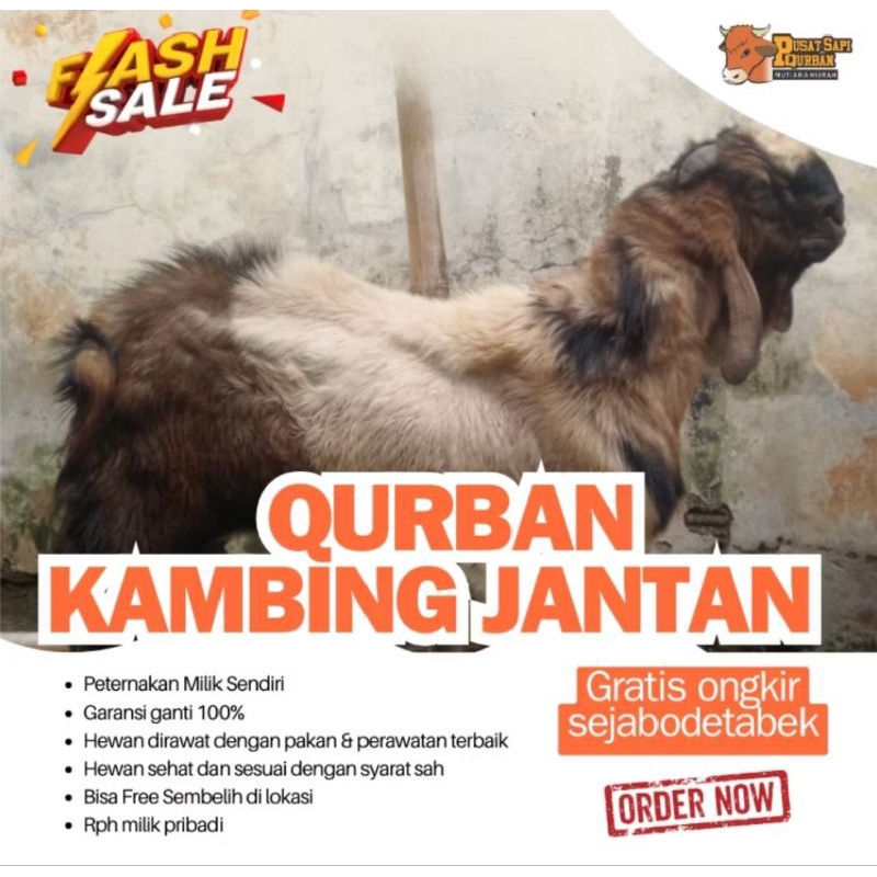 

Queban - Kambing Jantan Bobot 23-25Kg