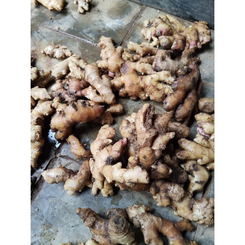 

JAHE EMPRIT CUCI BERSIH 1KG