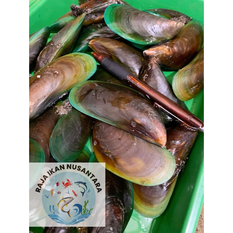 

KERANG IJO UTUH FRESH PREMIUM 1KG UKURAN JUMBO