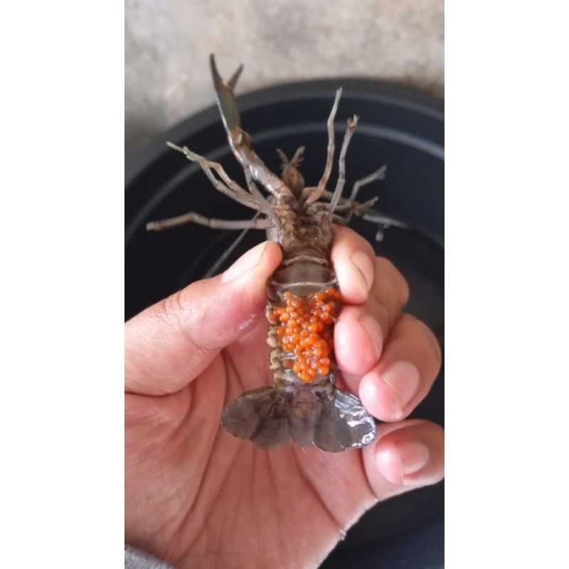 

LOBSTER AIR TAWAR INDUKAN GENDONG TELUR