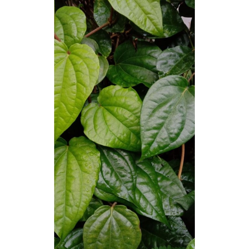 

30 Lembar Daun Sirih Hijau Herbal