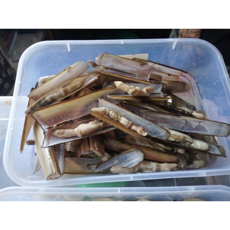 

kerang bambu
