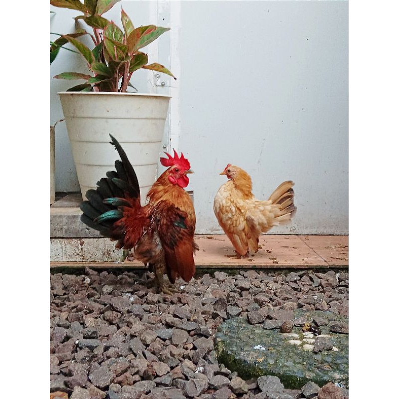 Ayam Hias Serama Blujur