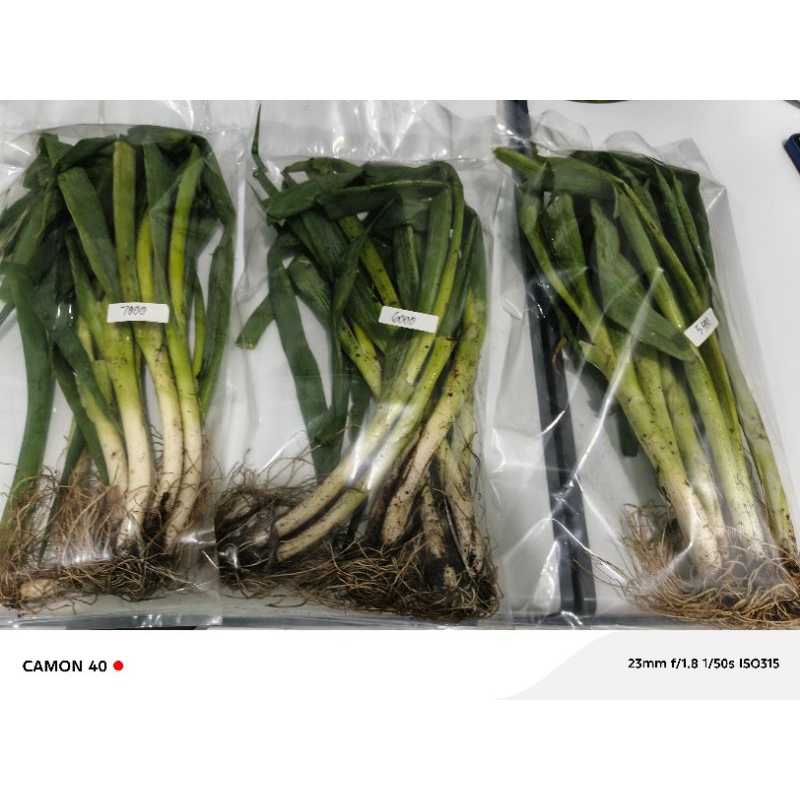 

Daun bawang besar
