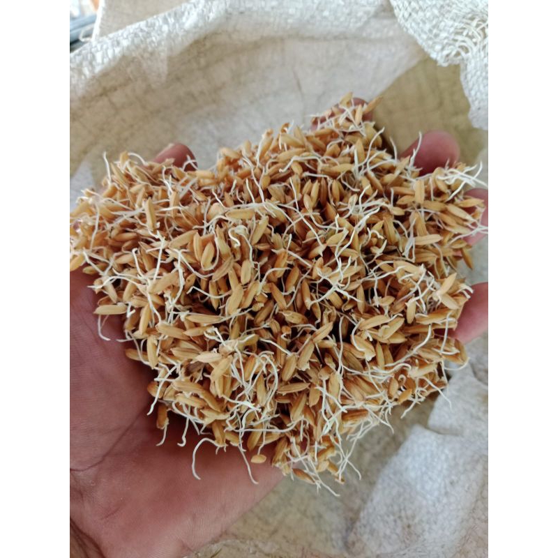 Benih padi ciherang pajero super unggul kemasan 5 kg