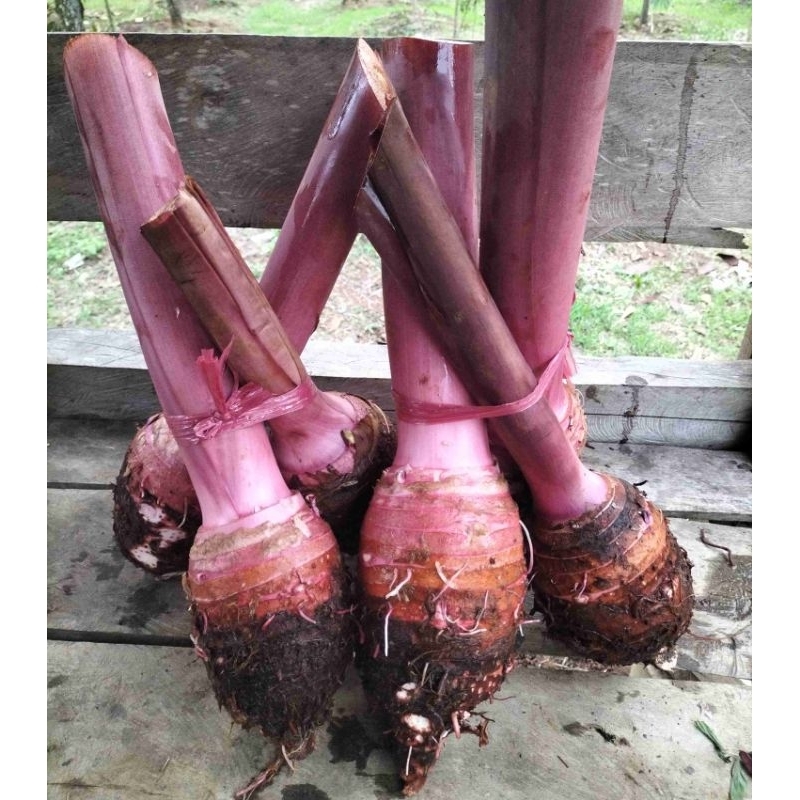 Umbi Talas Ungu / Talas Bogor / Talas Pratama 3 (Harga Perkilo)