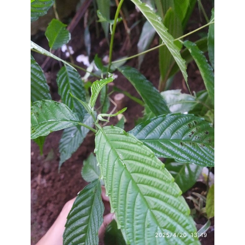 

Daun Kayu Afrika/Maesopsis Emini Bahan Ecoprint Segar 1kg