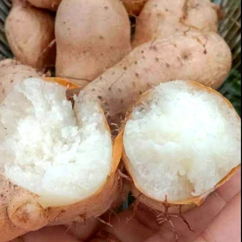 

Gembili Ketan Mentah 1 KG