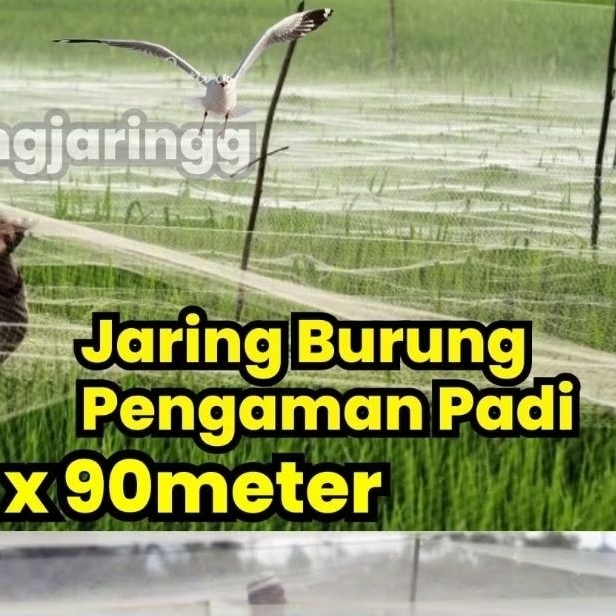 jaring burung sawah burung emprit