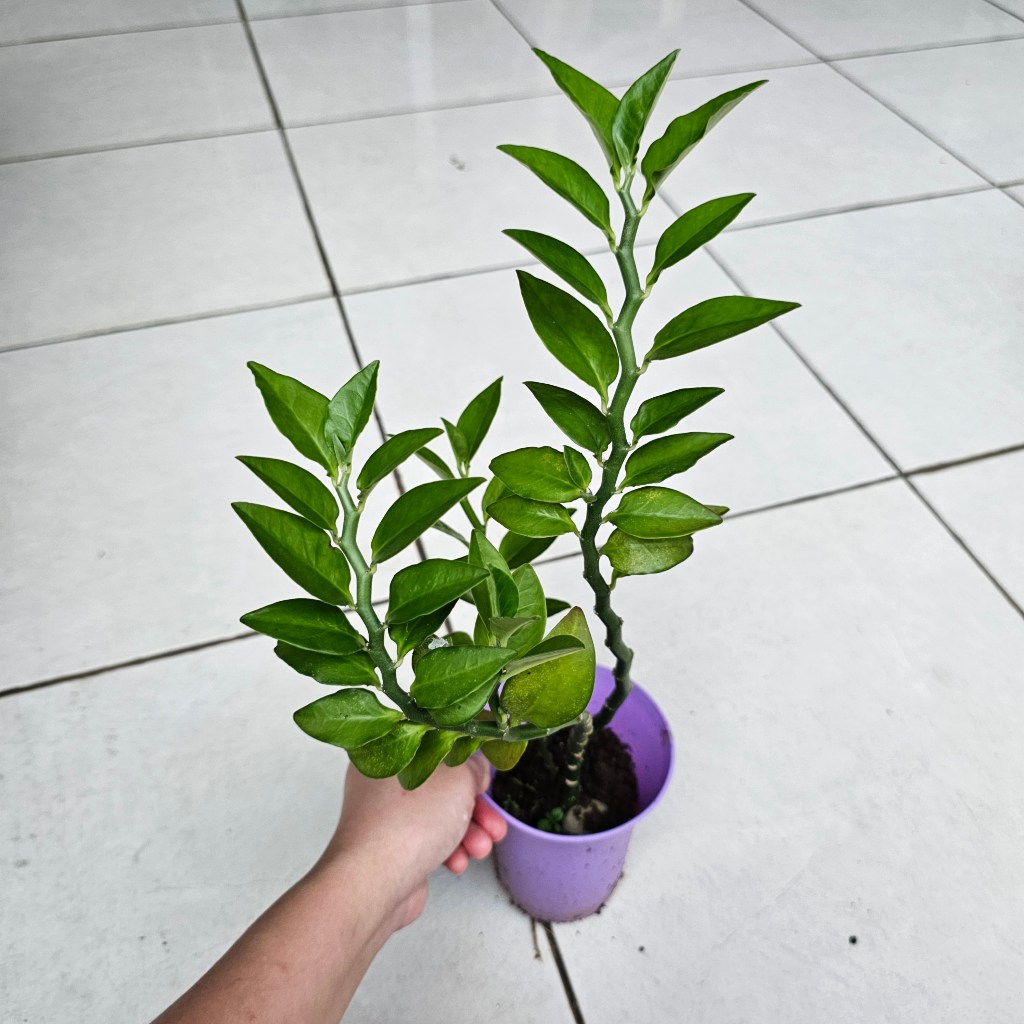 ZigZag Zig Zag ZZ Plant Euphorbia - Tumbuhan Hidup Tanaman Hias Asli Murah Makassar