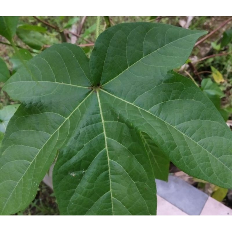 

Daun kapas segar petik langsung 100 lembar pilihan