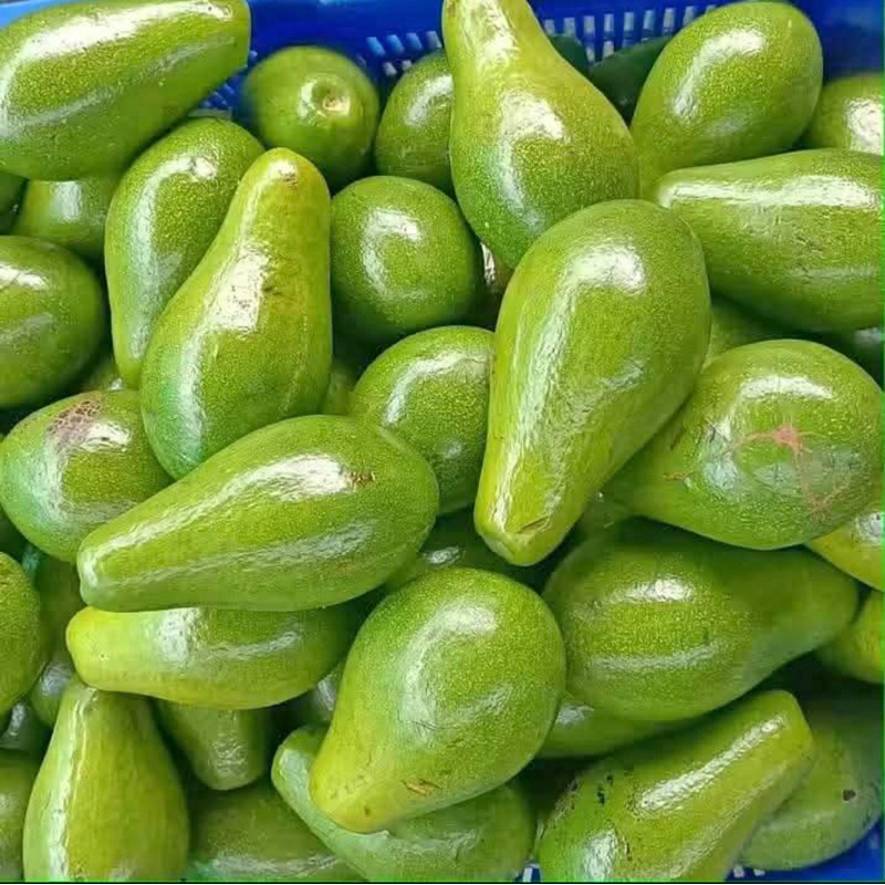 

Alpukat Mentega Matang dan Mengkal 1kg