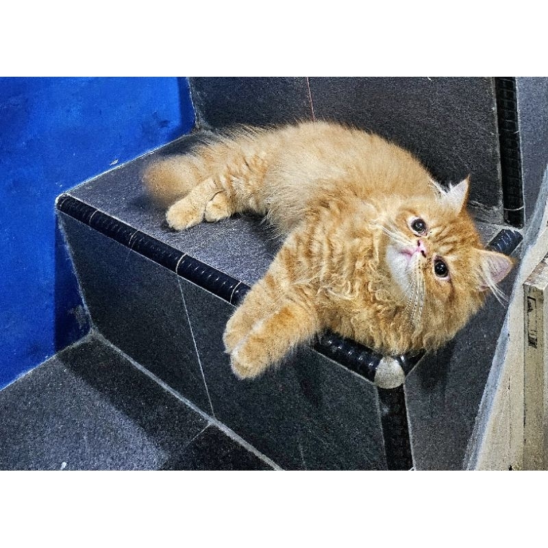 Kucing persia peaknose