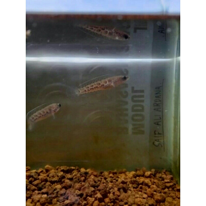 baby auranti 5-7cm cb cina