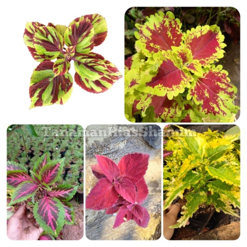 Paket Murah 5 jenis miana/iler/bayam bayaman - miana hias - tanaman herbal miana - miana - tanaman i