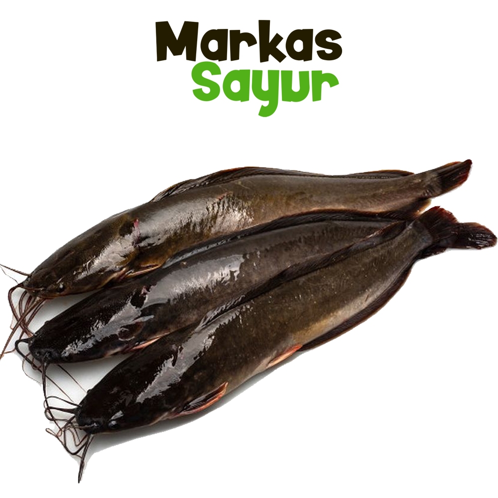 

Ikan Lele - Markas Sayur