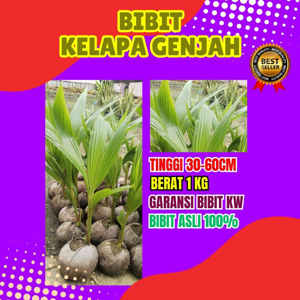 TERBAIK.. Pohon Buah Kelapa Entog, Pohon Buah Kelapa Entok Anakan