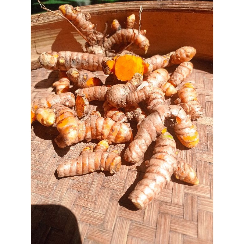 

Kunyit/Kunir