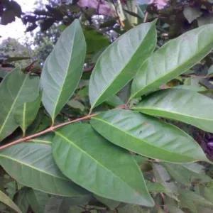 

Daun Salam Per Pack
