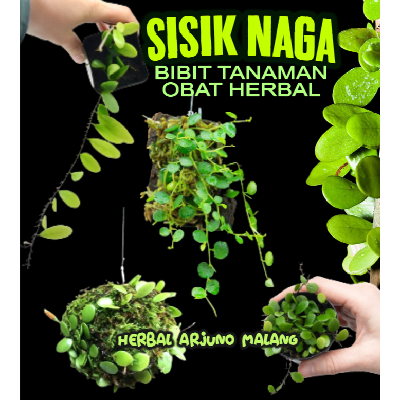 Bibit Tanaman Obat Herbal Berkhasiat Sisik Naga Picisan Asma TBC TB Paru Rematik Asam Urat Kelenjar 