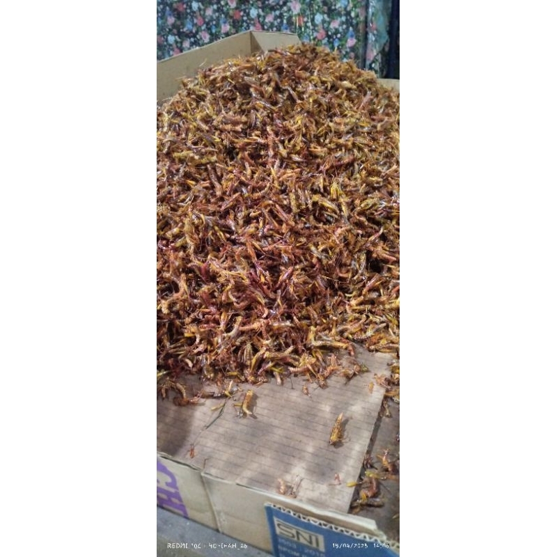 

Lezatoz_Genz Belalang Goreng Utis Kemasan 2Kg