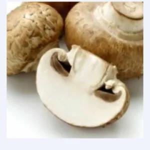 

Jamur Kancing