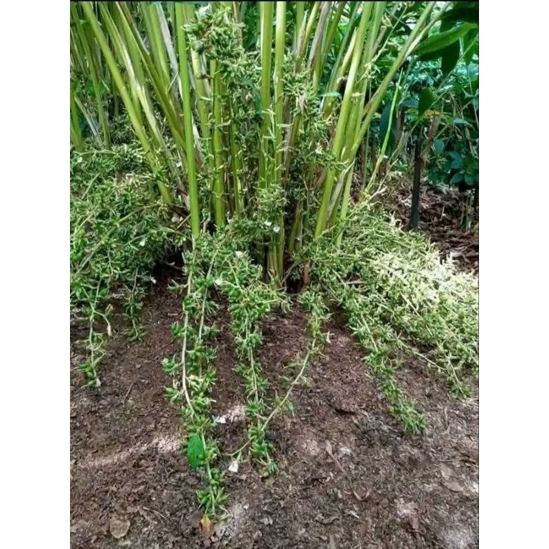 

jual bibit kapulaga india bongol perbatang