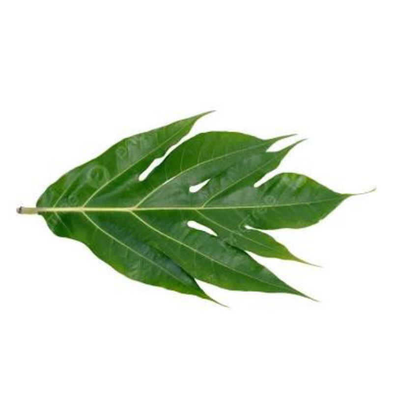 

daun sukun obat herbal 10 lembar