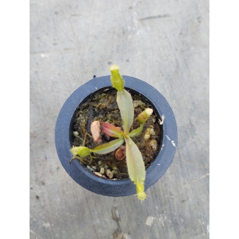 kantung Semar/Nepenthes