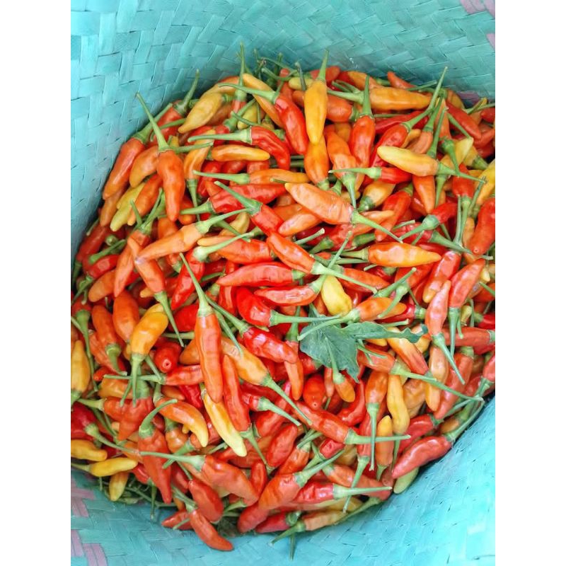 

cabe rawit Binangun segar /fres pedas cabe desa pedas cabe murah pedas