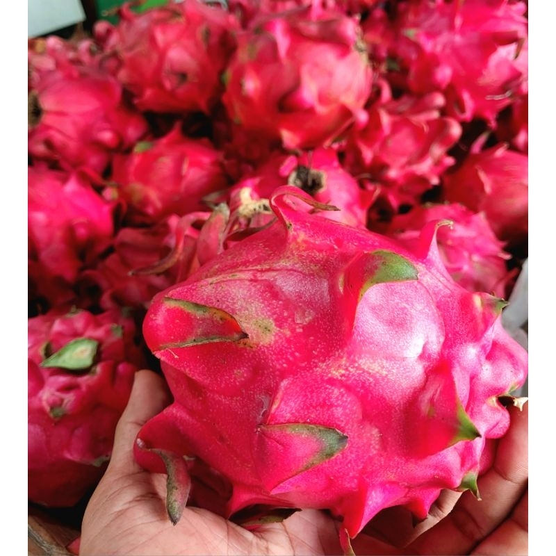

Buah Naga Merah manis per 1 kg segar siap kirim