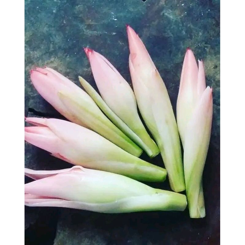 

Bunga kecombrang 6 pcs