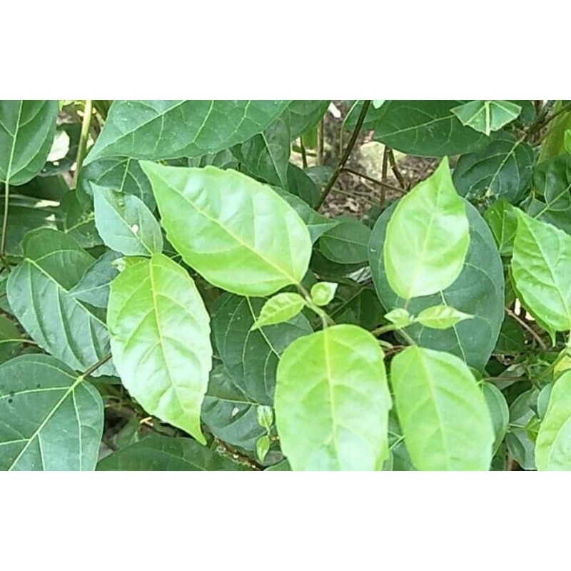 

MURAH!!!300 GRAM DAUN SINGKILL