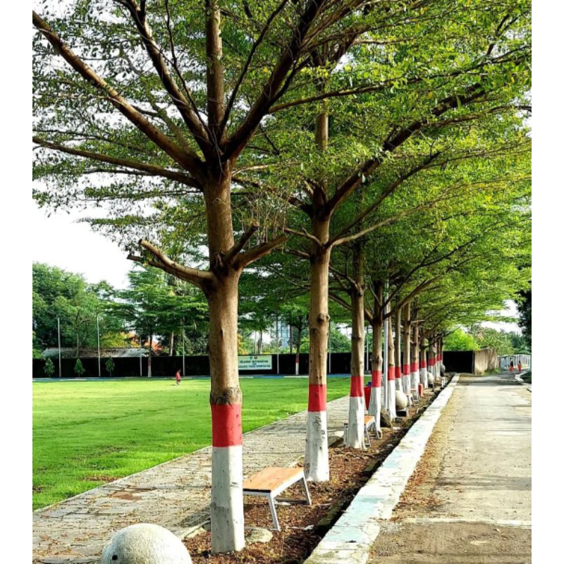 Pohon Ketapang Kencana Uk 3 Meter