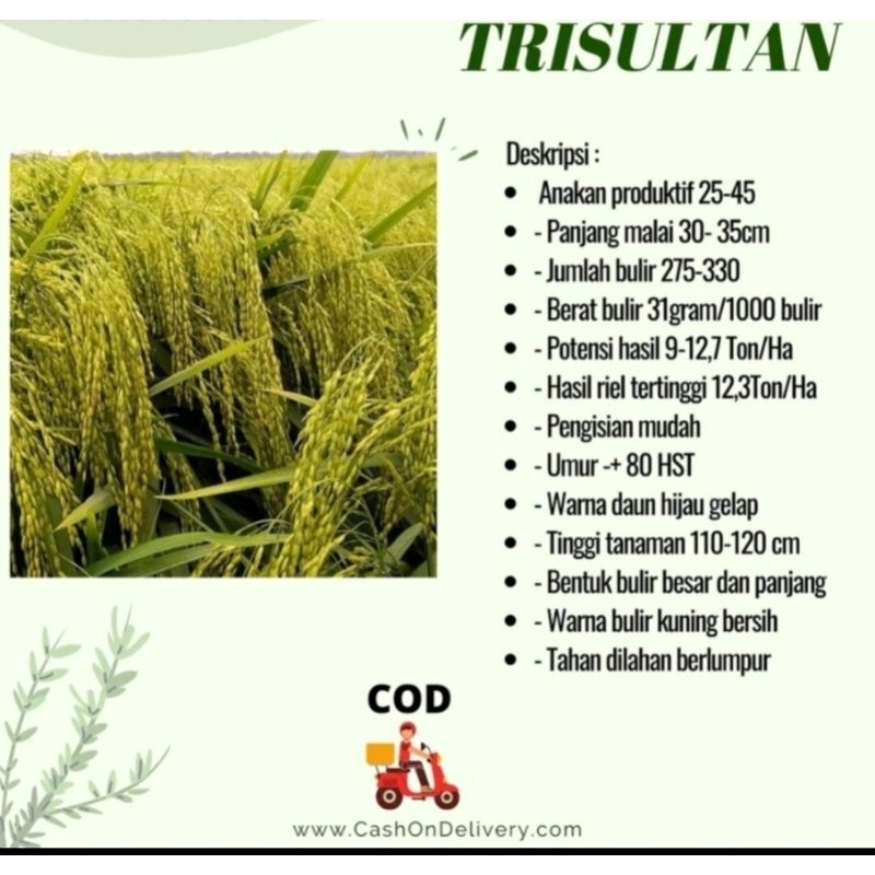 BENIH BIBIT PADI TRISULTAN PER 1KG