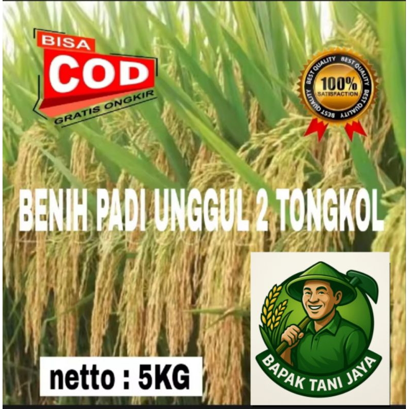benih padi 2 TONGKOL super 5KG