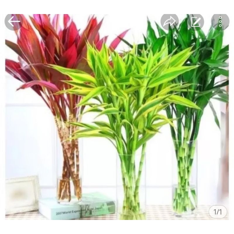 Tanaman hanjuang andong merah ,bambu hoki Sri rejeki,banbuhoki parigata per paket siap tanam fh