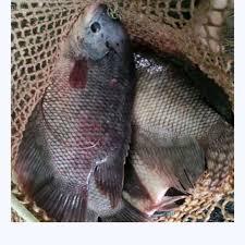 

Ikan Gurame Segar Kualitas Terbaik