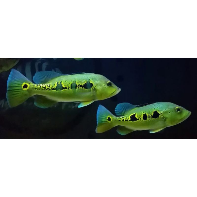 hiasan pbass orinoco