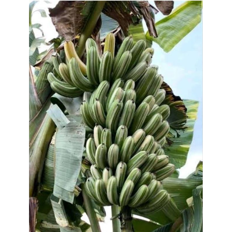 Tanaman Pisang Varigata Florida