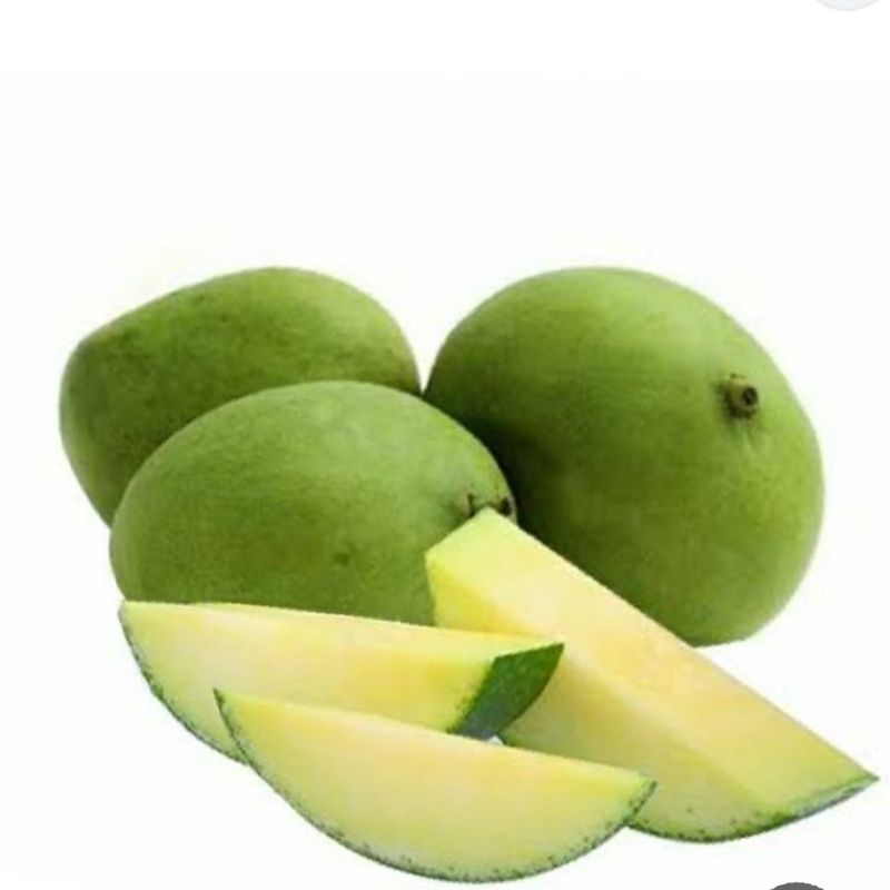 

mangga muda rujak 1 Kg mangga muda daging putih rasa asam untuk rujak