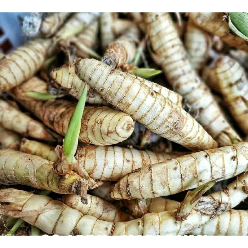 

BIBIT GARUT SIAP TANAM 500GRAM