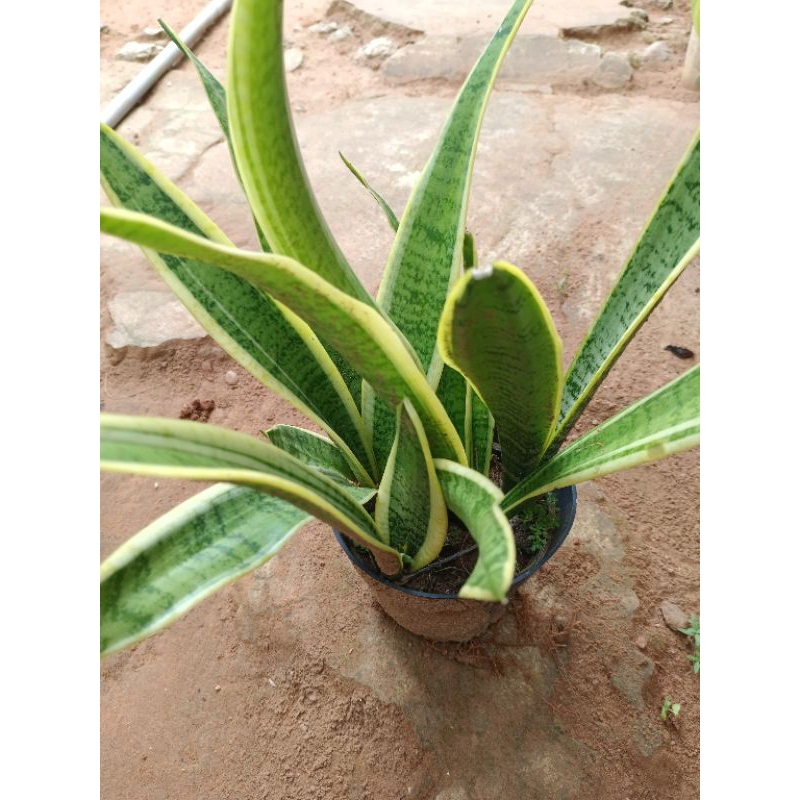 tanaman sensi vera rimbun 3 pohon