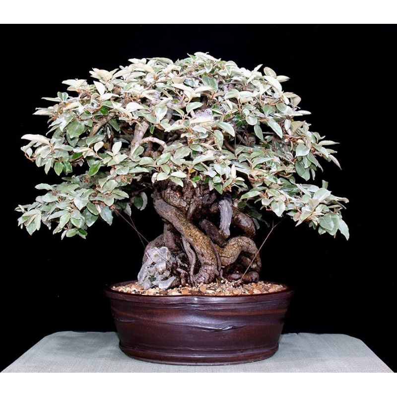 Dongkelan Bahan Bonsai elaeagnus pungens