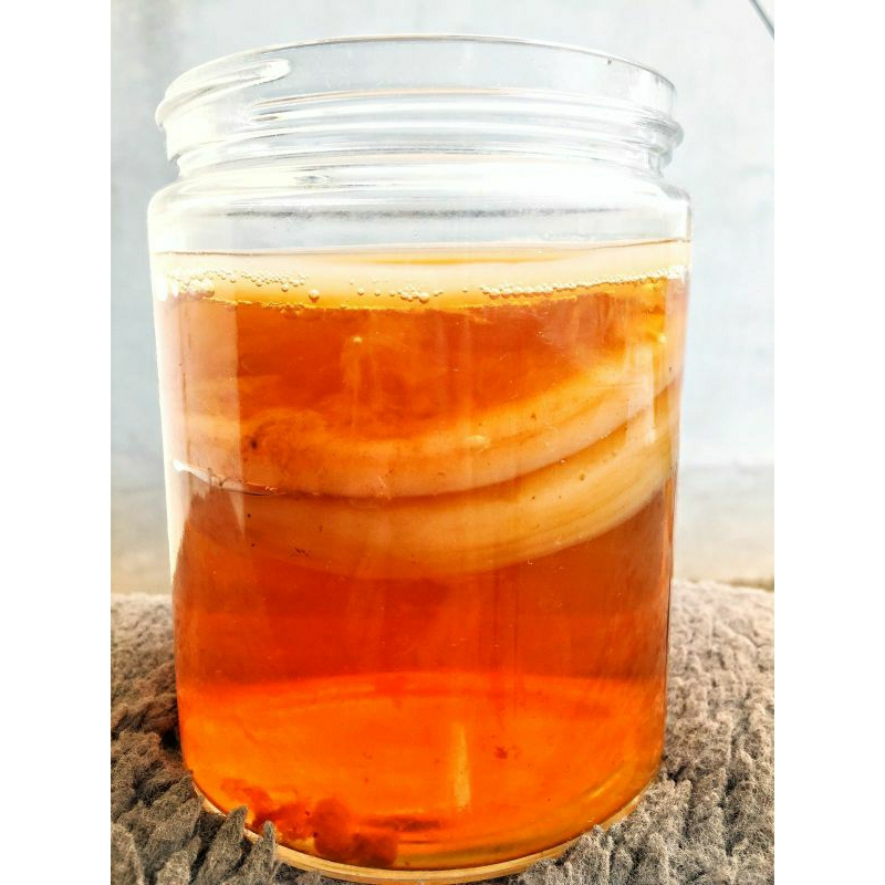 

SCOBY Kombucha Tebal - Paket dalam Toples - Free Starter Teh Siap Fermentasi - Lancer Shop