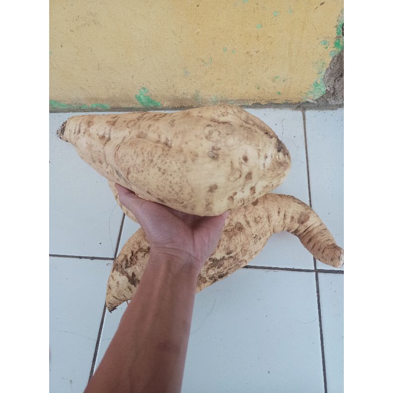 

umbi super jumbo super manis