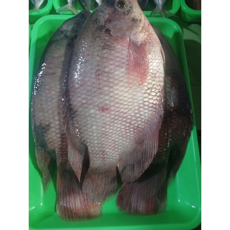 

Gurame seger d jual / 500gr ya kak